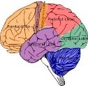 brain