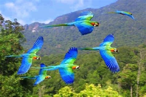Parrots